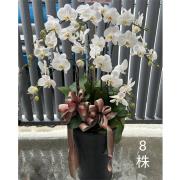 8株白色蘭花