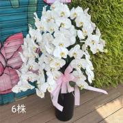6株白色蘭花