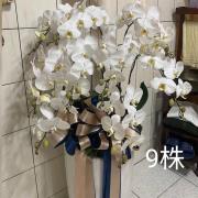 九株高盆蘭花(白)
