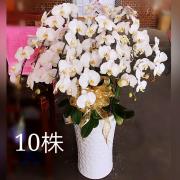 十株高盆蘭花(白)