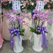 6株落地型粉紫色蘭花
