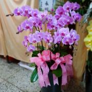 8株落地型粉色蘭花