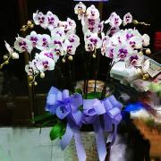 8株落地型白紫色蘭花