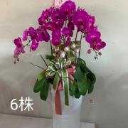 6株落地型粉色蘭花