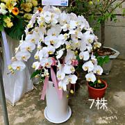 7株落地型白色蘭花