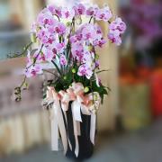 7株粉紫色蝴蝶蘭組合盆栽