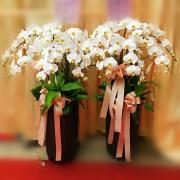 7株白色蝴蝶蘭組合盆栽