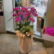 8株粉色蝴蝶蘭組合盆栽