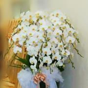 20株白色蝴蝶蘭組合盆栽