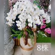 8株蘭花盆景(白)