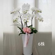 六株白色蘭花組合盆