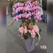 九株粉色蘭花組合盆