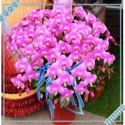 十株粉色精緻排列蘭花盆