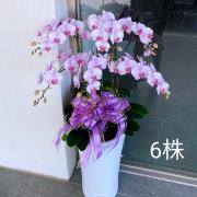 6株蘭花盆景(粉)