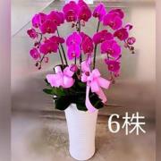 六株粉色蘭花