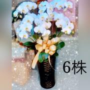 悼念追思蘭花-6株(白)A款