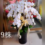 永思蘭花-9株(白)