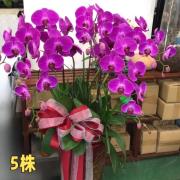 高雅五株粉色蘭花盆