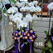 9株蘭花盆景(白)