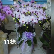 11株蘭花盆景(粉)