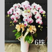 6株蝴蝶蘭盆栽(白花粉心)