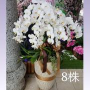 8株蘭花盆景(白)