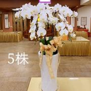 五株蘭花盆景