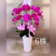 六株蘭花盆景(粉色)