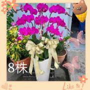 八株蘭花盆景(粉色)