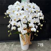 7株蘭花盆景(白)