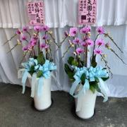 8株蘭花(粉色)