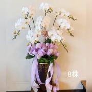 8株蘭花(白)