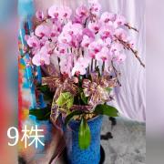 9株粉色蘭花盆景