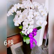 六株蘭花盆景(白)
