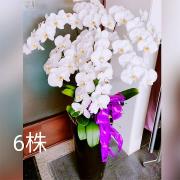 六株蘭花盆景(白)(限八德安樂園)
