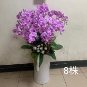 八株蘭花盆景(粉或紅)