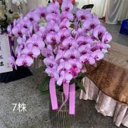 七株蘭花盆景(粉)