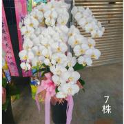 七株蘭花盆景(白)