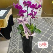 5株蘭花(粉)