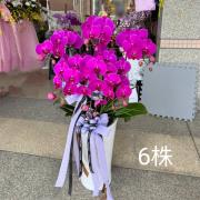 6株蘭花(粉)