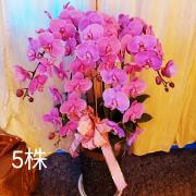 5株蘭花(粉)