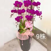 9株蘭花盆景(粉或紅)