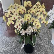 12株高盆蘭花