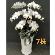 7株落地蘭花(白色)