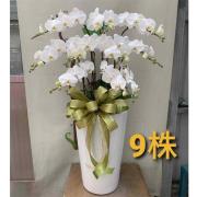 9株落地蘭花(白色)