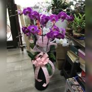 粉色蘭花-5株