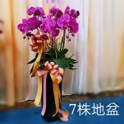 粉色蘭花-7株