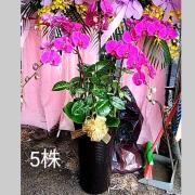 五株蘭花(粉)