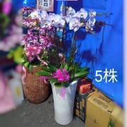 五株蘭花(白)