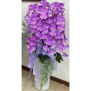 8株蘭花(粉)